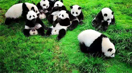 Panda Tours