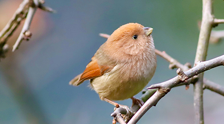 Sichuan Birding Tours