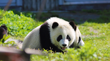 2 Days Wolong Panda Volunteer Tour at Shenshuping Base