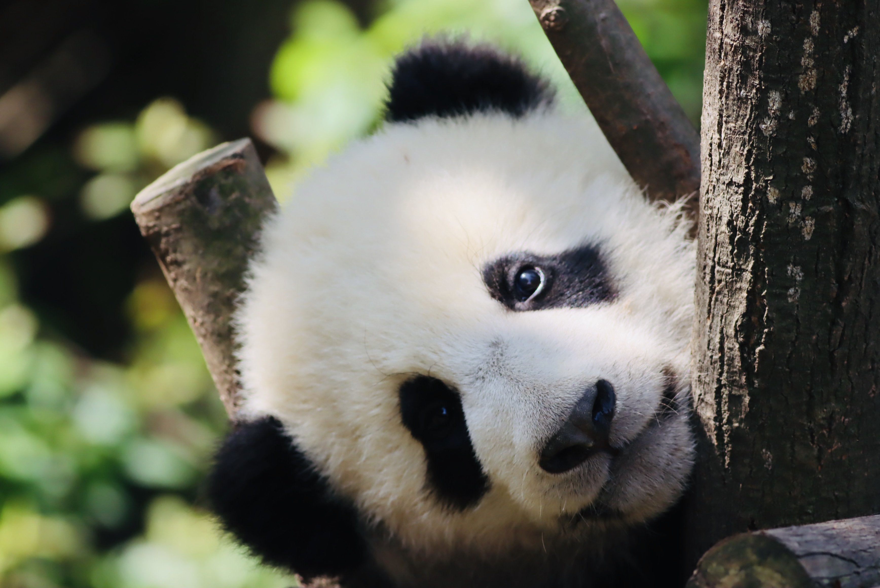 1 Day Chengdu Panda Highlights Tour